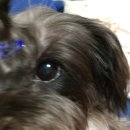 꺼멍머리 이미지