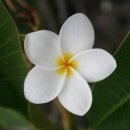 메르센트 이미지