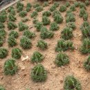 장연농장 이미지