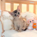 미오미오 고양이분양 | 홍대고양이분양 알아보다 방문한 미오미오고양이분양 솔직후기