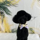 호빵펫살롱 이미지