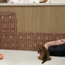 코기절미 이미지