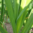 뽑고가요 이미지