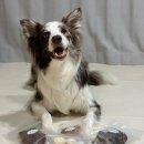 꼬숩당개 이미지