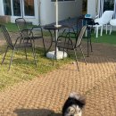 몽글몽글 애견유치원 이미지