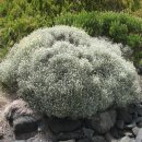 부쉬(bush) 이미지