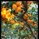 다미농장 이미지