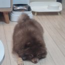 리치펫하우스 이미지