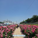 장일샐프타운