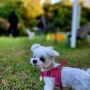 퍼피 그라운드 이미지