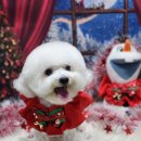 예쁜 애견 미용 이미지