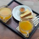 렌시아 | 제주여행 | 제주서쪽 1월 동백꽃 명소 ‘카페렌시아’ 2026년 1월 방문 후기