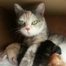 센텀동물종합병원 이미지