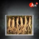 인삼 - 14367 | 인삼