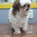 왈왈이발소 이미지