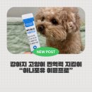 하얀강아지&고양이 | 강아지 고양이 장건강 면역력 지킴이 “아나포유 이뮨프로” 급여후기
