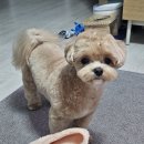 몽몽살롱 이미지