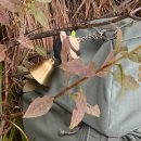 (주)씨앤아이정보통신 | 가을 덕유산 육구종주(구육종주) 후기/구천동~향적봉~삿갓재대피소~삿갓재~향점마을 하산