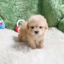 광무동 장수 | 광주강아지분양 최대 85% 할인분양 이벤트 참여해요