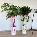 황금죽 | 청주 오창꽃집｜오창 옷가게 오픈 축하 화분(해피트리·황금죽) 배송 후기