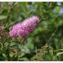 용평 버치힐골프클럽 이미지