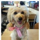 개 키우는 언니 이미지