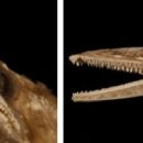 오리와 장어 이미지