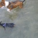 루비애견 이미지