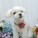 셀럽몽 Daum카페