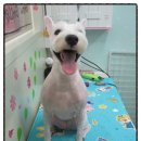 복슬 강아지미용실 이미지