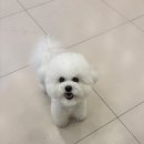 부산애견 | 부산애견유치원 시설, 후기, 서비스 총정리! 보호자들이 선택한 이유!