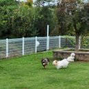 애견카페왕 이미지