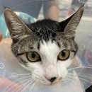 하나카동물병원 이미지