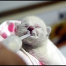 강아지세상 고양이세상 이미지