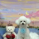 라온펫미용실 이미지