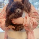 온퍼피 프리미엄 전주강아지분양 본점 네이버블로그