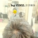 코코댄디