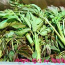 꽃보다김밥 이미지