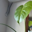 피자써클 태안점 | 12월/루돌프가하늘을나는게말이되냐고묻는9세의크리스마스/선물없다/