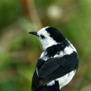 Pied water tyrant 이미지