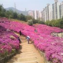 축령산자연휴양림 중 철쭉동산으로 유명한 서리산^^그리고 군포의 수리산 이미지