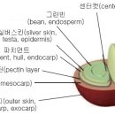 [커피를 알고 마시자1]커피의 구조 이미지