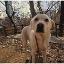 굿데이독 케어센터 이미지