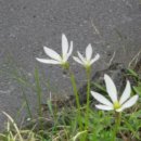 강정동-15 이미지