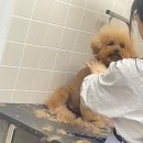 베리굿동물병원 이미지