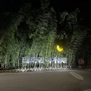 대숲향기 | 일상 / 울산 태화강 십리대숲 야경 데이트 후기(은하수길, 핑크 뮬리, 국화)