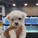 도그웨이살롱 이미지