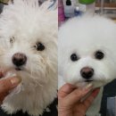 루비펫살롱 이미지