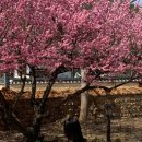 화춘민박 이미지