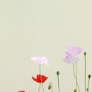 도경 이미지